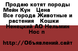 Продаю котят породы Мейн Кун › Цена ­ 12 000 - Все города Животные и растения » Кошки   . Ненецкий АО,Нельмин Нос п.